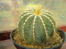 Eriocactus magnificus