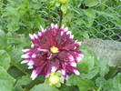 DSC00434