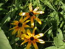 Picture 032