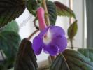 Achimenes Patens major 2