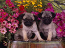 PUP23RK001106
