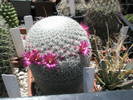 Mammillaria supertexta - 9.05