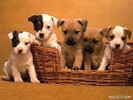 Puppy-Wallpaper-dogs-7013331-1024-768[1]