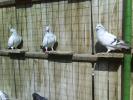 DSC01237