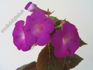 Achimenes Madame Geheune 5