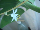 clorophytum comosum