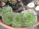 Orostachys spinosus verde