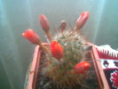 Rebutia ithycantha