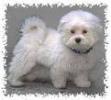 Bichon