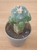 Lophophora williamsii v. caespitosa