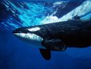 nature wallpapers (58)