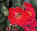 DSCN0451