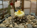 copiapoa_esmeraldana