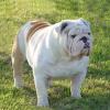 Bulldog%20Englez%20