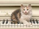 Pisica de Vanzare Cats Wallpapers Poze Pisici Pisicute Cantarete