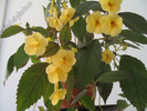 Achimenes Yellow beauty 8