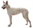 ibizan_hound