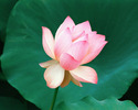 the_lotus_flower,_hawaii