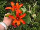 Picture 038
