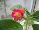 Kohleria  Flashdance 3
