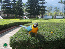 Wallpapers - Parrots - 06