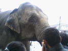 elefant