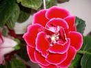 Flori 09
