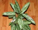 aglaonema