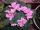 Violete de Parma roz