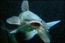 catfish_m