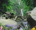 AD-Jungle-Waterfall-Animated-Desktop-Wallpaper_1.png