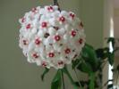 hoya carnosa