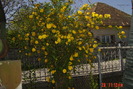 kerria japonica