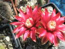 Gymnocalycium flori rosii - flori