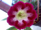 tigrina red 2