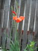 gladiola