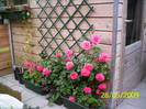 Trandafir Rosarium Uetresen 29 mai 2009