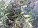 DSC00650