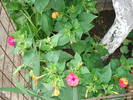 DSC09654