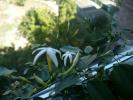 Jasmin