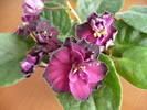 P1100351