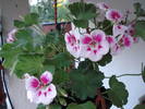 DSC09564