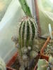 Echinopsis haku-jo