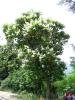 ormal_Sorana_085