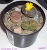 Lithops inflorit, la ora 18, 06.10