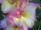 DSC00691