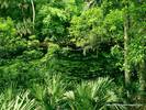 Wallpapers - Nature 10 - Blue_Spring_State_Park,_Florida
