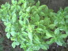 busuioc