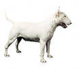 bull_terrier