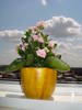KALANCHOE ROZ